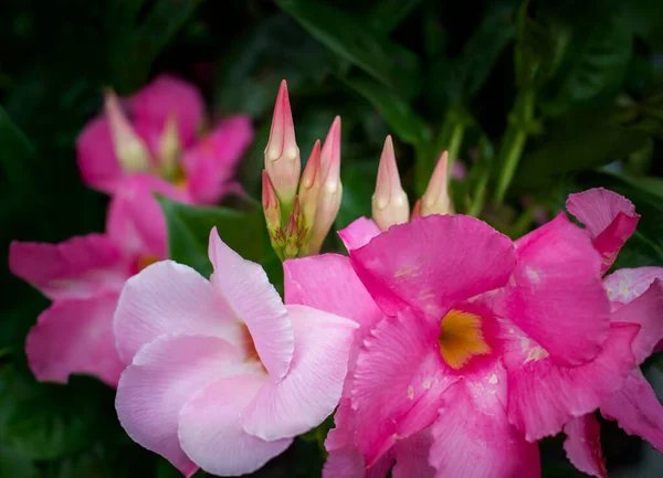 Mandevilla Dipladenia Rocktrumpet Blooming Budding Flowers Outdoor Garden — Stockfoto