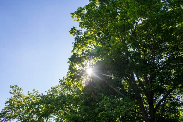 Сонце Дивиться Крізь Дерева Сонячний День — стокове фото