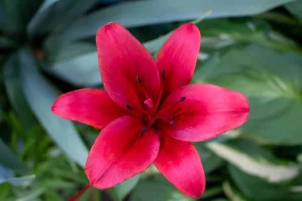 Asiatic Lily Red County, Asiatic Lily Blacklis, blooming flower at an outdoor garden