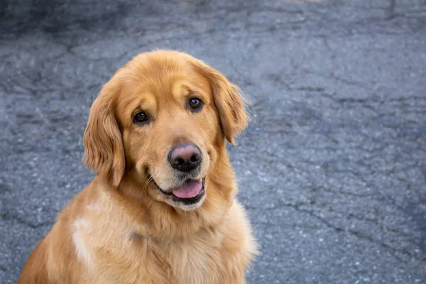 golden retriever dog sitting on assault looking puzzled with open mouth and tongue