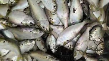 Canlı yem yakaladılar. Gümüş küçük yer fıstığı sığınakları. Büyük balık avlamak için.