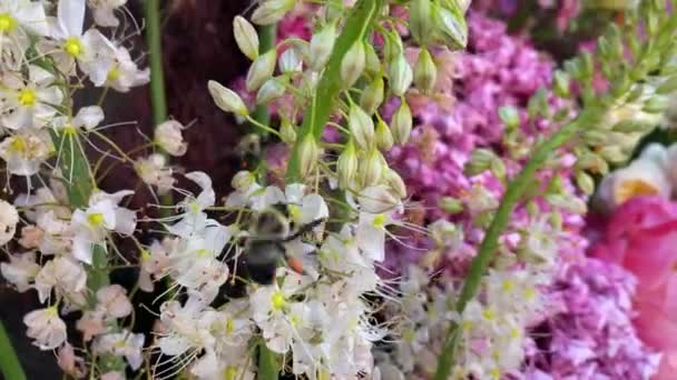 ミツバチが花の周りを飛び回って花粉をもらい — ストック動画