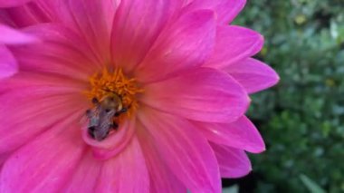 Pembe çiçek yaban arısı tarafından dölleniyor.