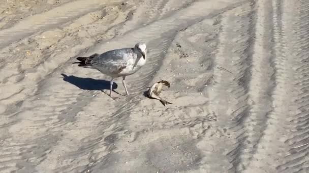 Large White Seagull Eating Fish Beach Shore Sand — 비디오