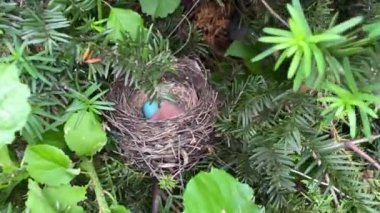 Bir bülbül yuvasında mavi yumurtalar. Mavi yumurtalı bir bülbül yuvası