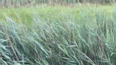 Rüzgârlı fırtına günü, rüzgarın sağından solundan esen uzun çimenler. Gün boyunca yaklaşan bir fırtınanın rüzgarında esen uzun boylu camlar.