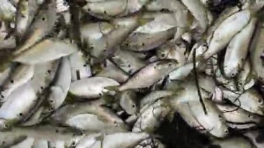 Canlı Fıstık Sığınağı oltayla balık tutmak için yem atıyor.