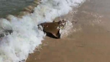 1 metre genişliğindeki Cownose vatozu kumlu bir kıyı şeridine yakalanıp serbest bırakıldı ve deniz dalgalarına doğru kanat çırpıyor.