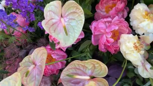 Fehér Rózsaszín Világos Zöld Anthurium Virágok Friss Rózsaszín Fehér Csík — Stock videók