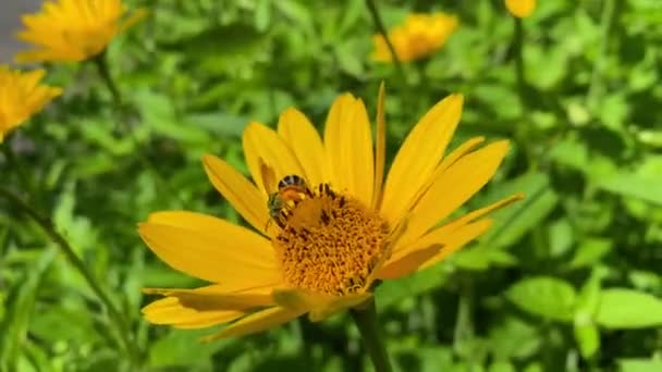 Зелено Жовта Блискуча Бджола Ногами Повна Пилкової Посадки Жовту Квітку — стокове відео