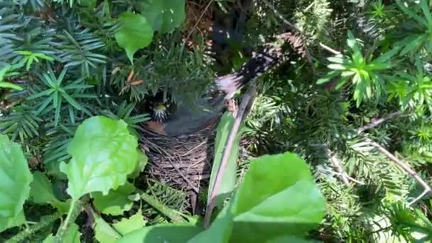 Blaue Eier Nest Eines Rotkehlchens Nest Eines Rotkehlchens Mit Blauen — Stockvideo