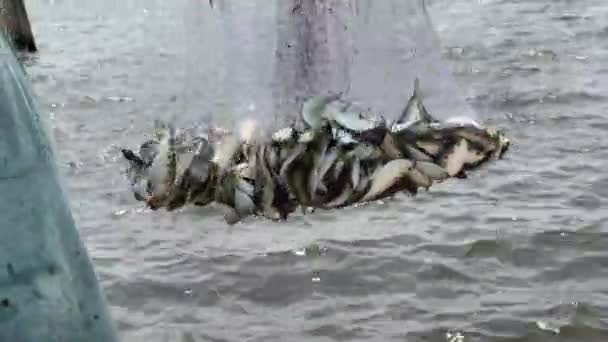 Peces Vivos Cacahuete Bunker Striper Cebos Para Pescar Con Una — Vídeo de stock