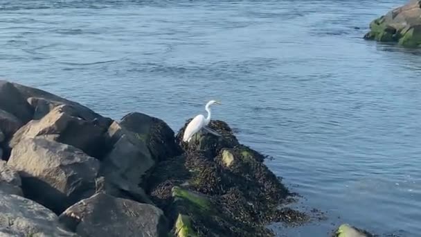 Plaży Długi Kark Biały Żuraw Ptak Stojący Mokrych Skałach Akta — Wideo stockowe