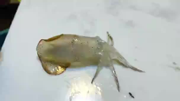 Cuttlefish Usar Seus Músculos Para Liberar Tinta Preta Para Fazer — Vídeo de Stock