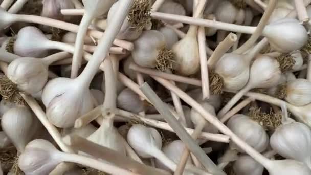 Panen Bawang Putih Keranjang Wicker Dipajang Pasar Petani — Stok Video