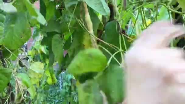 一位老妇人的家花园 她从叶子茂盛的藤蔓中采摘新鲜的蚕豆 — 图库视频影像