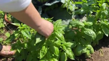 Arka bahçeden bir kadın eli tarafından toplanan taze fesleğen. 
