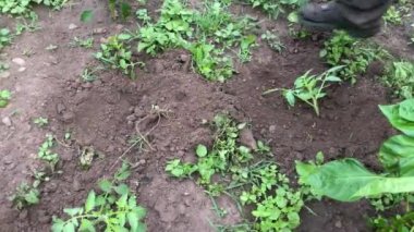 Ev bahçesinde elle yetiştirilmiş taze domates yetiştirmek. Adam evinin bahçesine domates ekiyor..