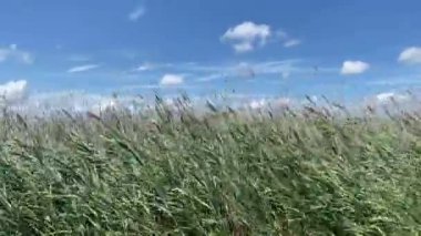 Yaz güneşi, yüksek çimenler rüzgardan sağa sola esiyor. Bir yaz günü rüzgârda savrulan uzun boylu camlar.