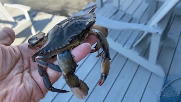 Attrapé Crabe Carapace Molle Avec Une Cage Crabe Boîte Appâts — Video