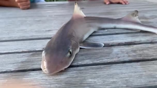 Pequeno Tubarão Sem Dentes Mustelus Amanuensis Branco Arunrugstichai Naylor Capturado — Vídeo de Stock