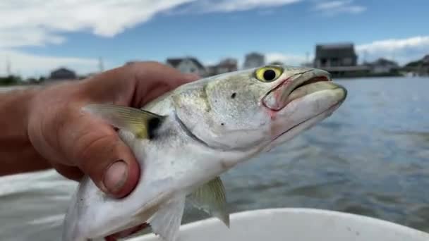 Polak Żywy Wędka Bate Złowione Świeże Bluefish Małej Łodzi — Wideo stockowe
