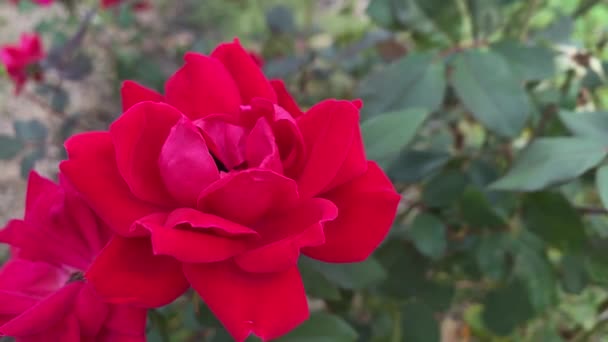 Een Hommel Verstopt Rommelend Een Rode Roos Bloeit Steekt Eindelijk — Stockvideo