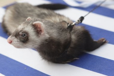 Kumsalda yaban gelinciği