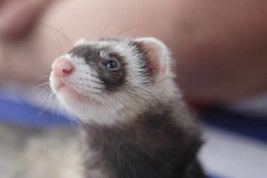 Kumsalda yaban gelinciği