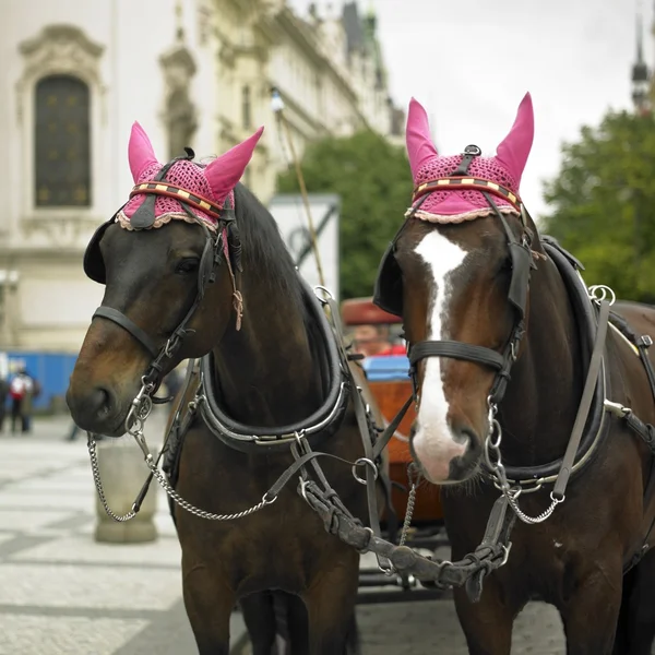 Caballos en la ciudad — Foto de Stock