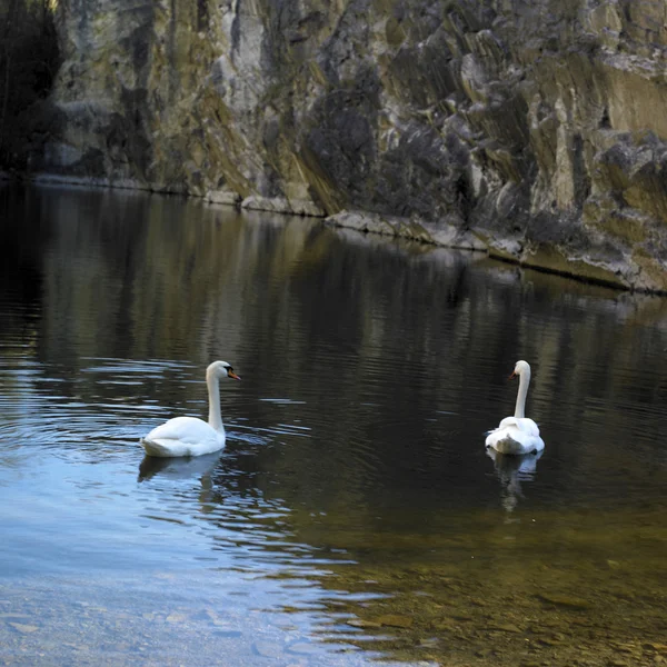 Labutí jezero — Stock fotografie