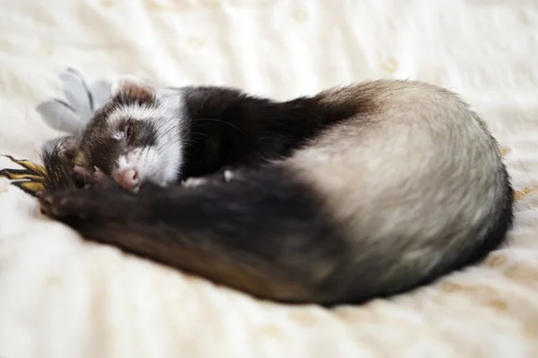 Uyku ferret — Stok fotoğraf