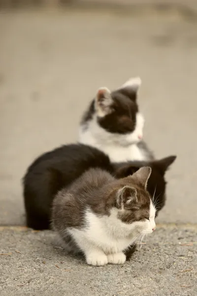 Kocięta na drodze — Zdjęcie stockowe