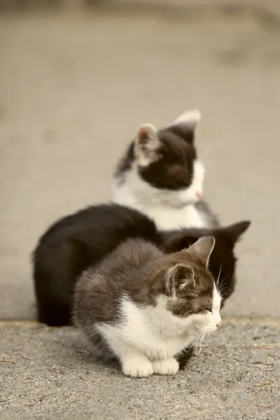 途中で子猫 — ストック写真