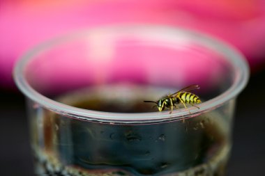 Wasp Kupası