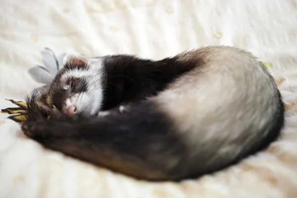 Ferret slapen — Stockfoto