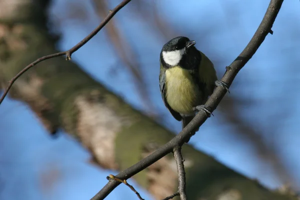 Kohlmeise — Stockfoto