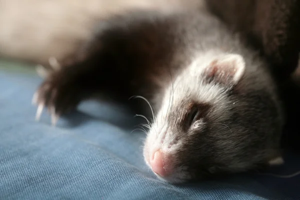 Ferret - animale domestico che dorme a casa sul divano — Foto Stock