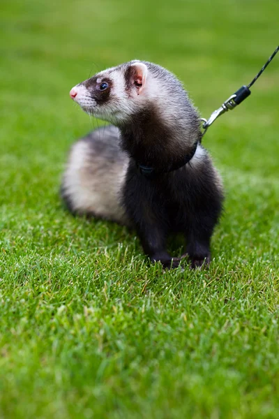 Ferret outdoor on grass — Stock Photo, Image