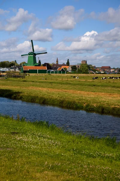 View of the field with cows and windmills in the distance — Stock Photo, Image