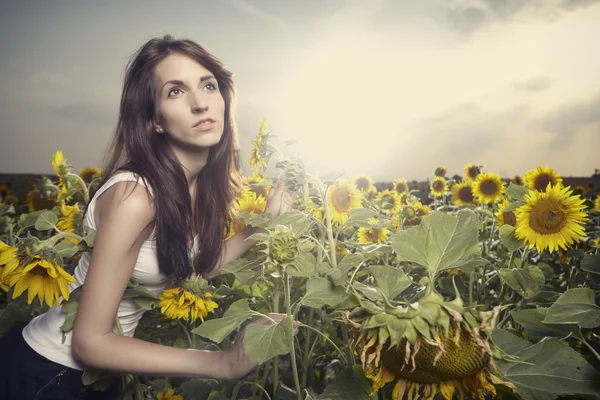 Chica morena en un campo de girasoles —  Fotos de Stock