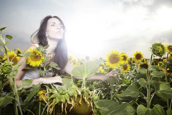 Chica morena en un campo de girasoles —  Fotos de Stock