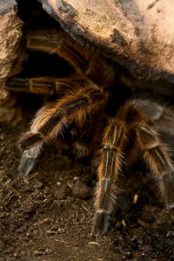 Tarantula