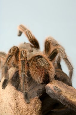 Tarantula