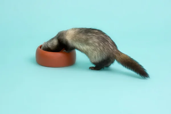 Ferret is eating feed — Stock Photo, Image