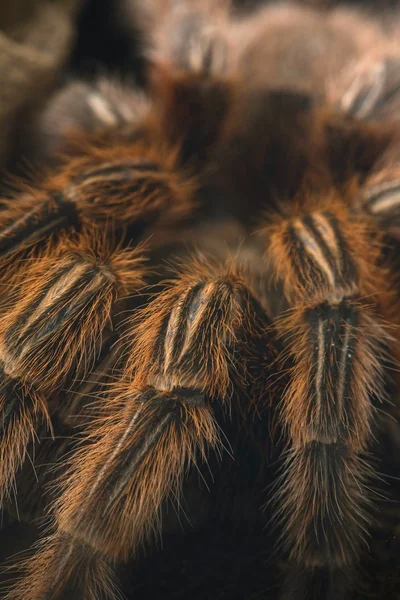 Vogelspinne — Stockfoto