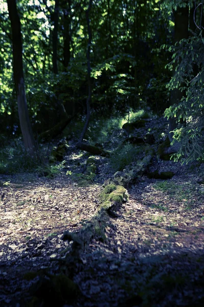 Floresta de verão — Fotografia de Stock