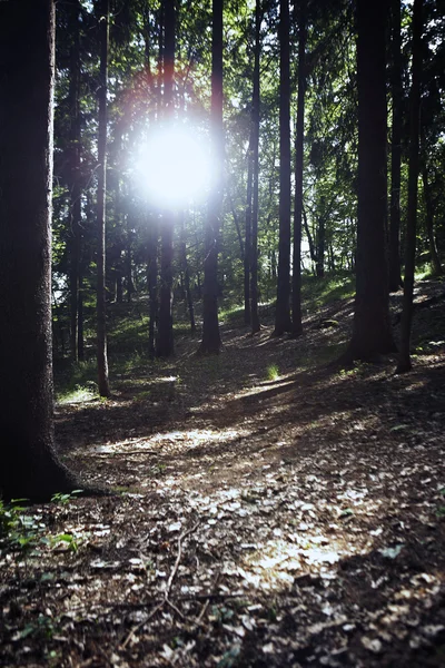 Forêt d'été — Photo