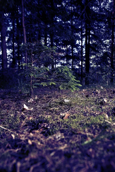 ป่าฤดูร้อน — ภาพถ่ายสต็อก