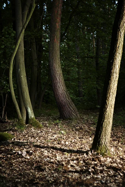 Bosque de verano — Foto de Stock